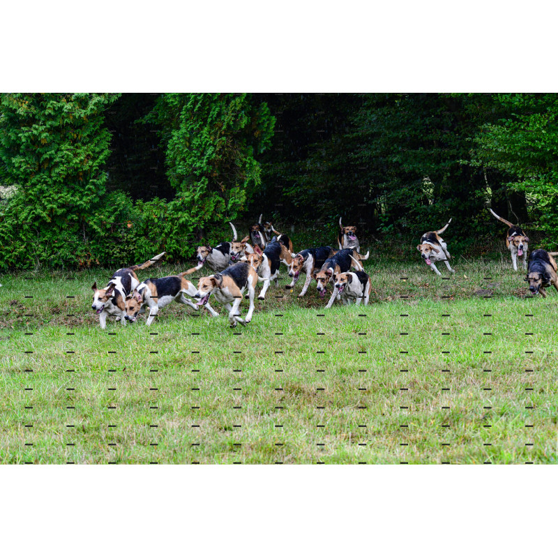 jagd (156).JPG