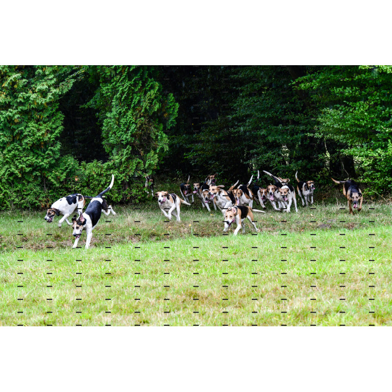 jagd (155).JPG